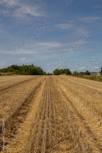 Extensive golden stubble fields after the harvest on a sunny day, with straw bales ready for collection, with a beautiful blue sky, ounty podkarpackie , Poland