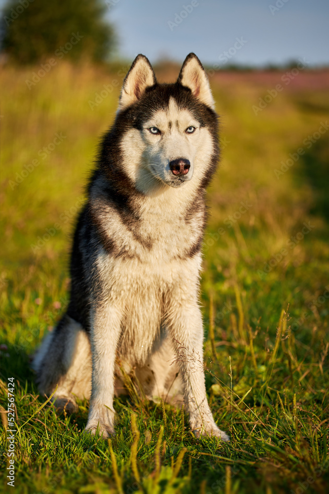 Cute face of a husky dog.