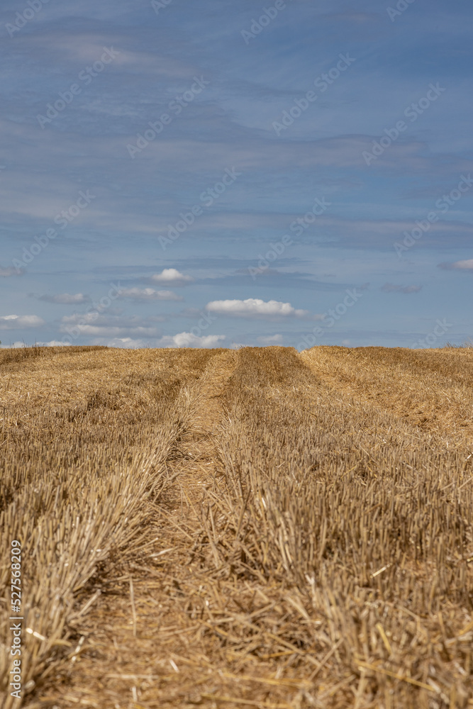 Extensive golden stubble fields after the harvest on a sunny day, with straw bales ready for collection, with a beautiful blue sky, ounty podkarpackie , Poland Extensive golden stubble fields after the harvest on a sunny day, with straw bales ready for collection, with a beautiful blue sky, ounty podkarpackie , Poland