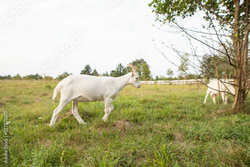 cute goats feed in the yard