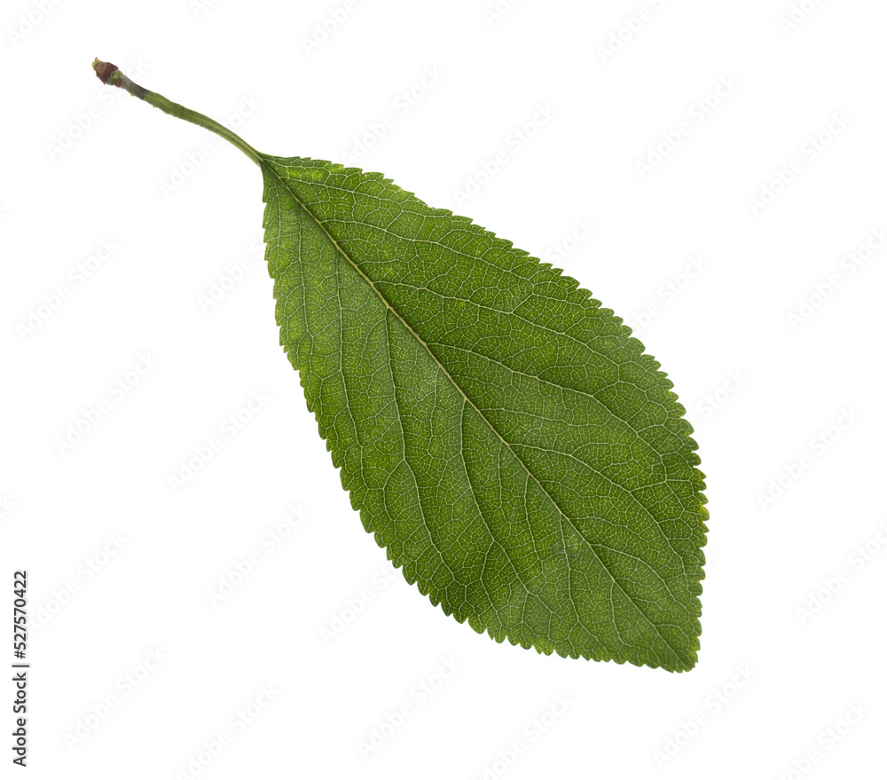 Fresh green Plum leaf isolated on white background.