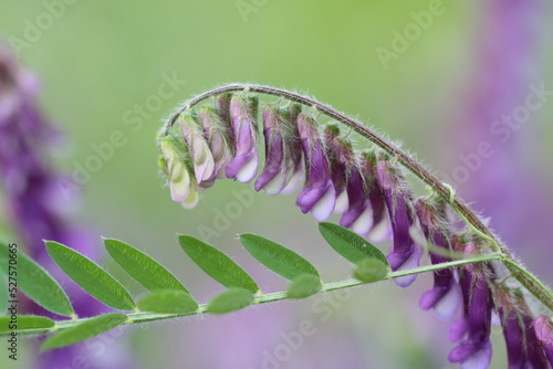 violet flower close up on green background