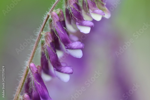 violet flower close up on green background