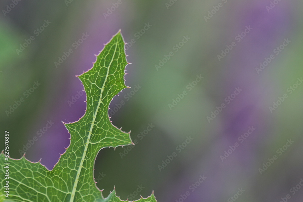 Fototapeta premium Green plants close up on green background