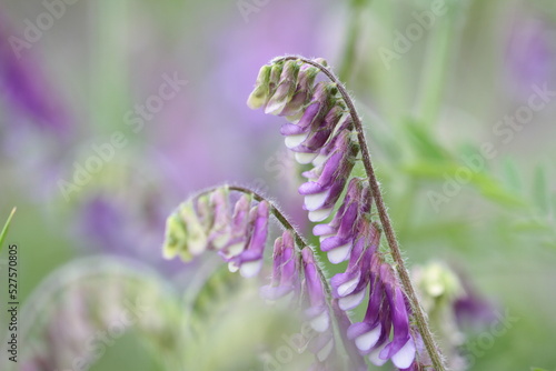 violet flower close up on green background