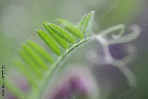 Green plants close up on green background