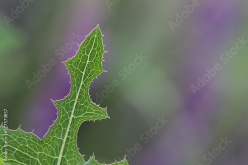 Green plants close up on green background