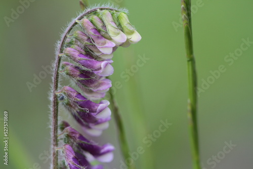 violet flower close up on green background