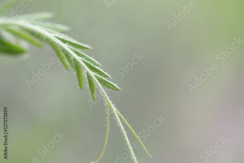 Green plants close up on green background