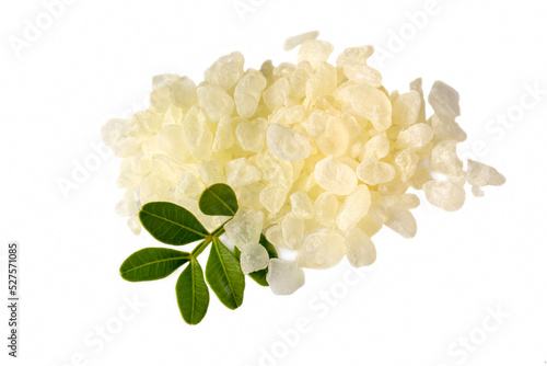 Chios mastic tears with lentisk (Pistacia lentiscus) leaves on a white background