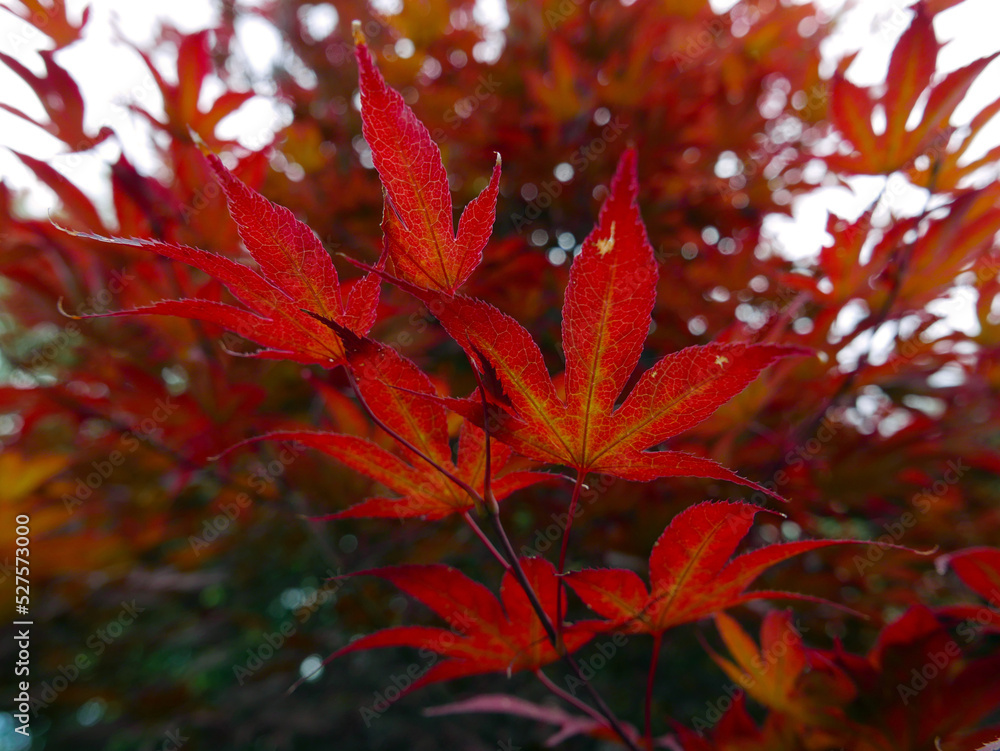 bellissime e vivide foglie rosse autunnali