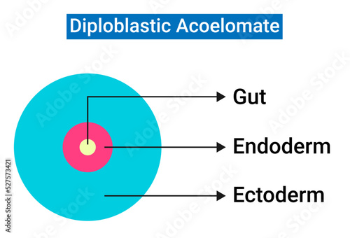 The Structure of Diploblastic Acoelomate