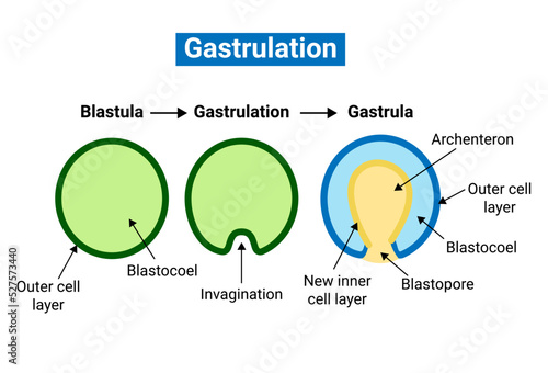 Gastrulation is the stage in the early embryonic development of most animals