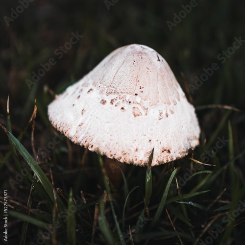 Macrolepiota excoriata, a mushroom in the family Agaricaceae
