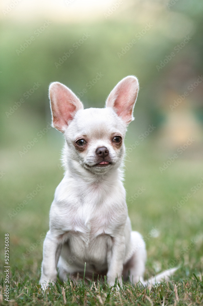 chihuahua puppy sitting on the grass