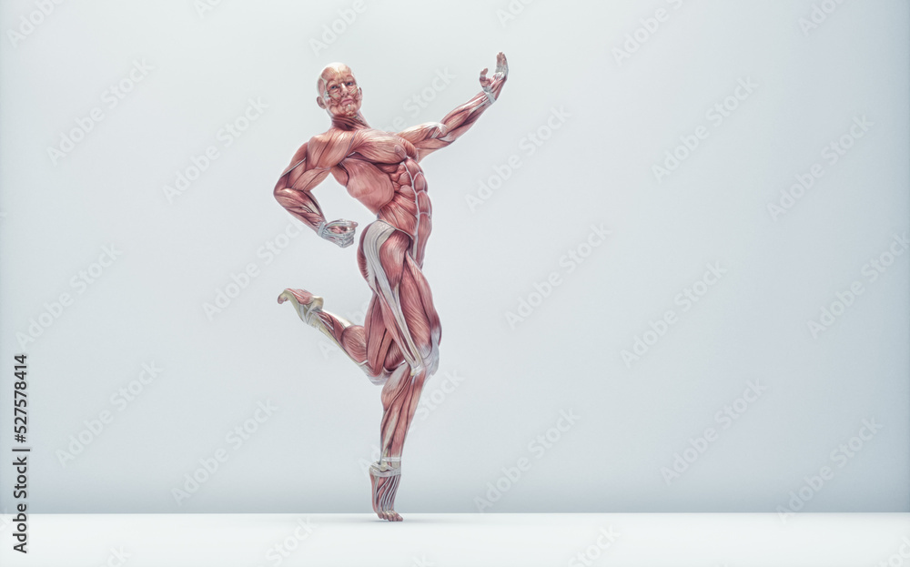 Naklejka premium Muscular system dancing on background.