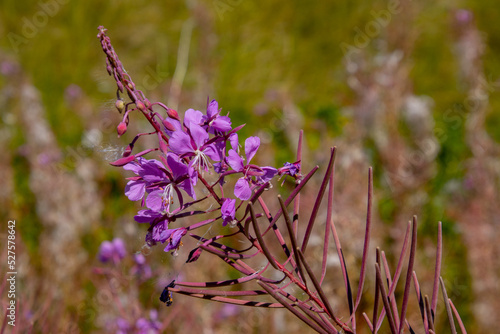 Close up of purple flowers of Fireweed, also called Epilobium angustifolium photo