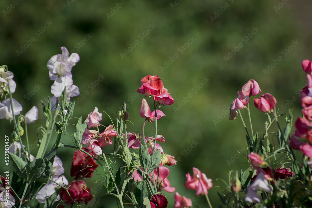 Fototapeta premium Sweet Peas Lathyrus odoratus in bloom