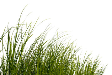 Green grass isolated for object design