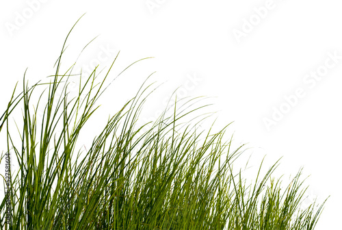 Green grass isolated for object design