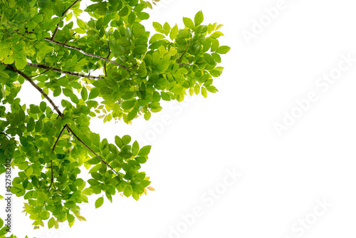 Fototapet Tree branch with green leaf isolated for object and retouch design