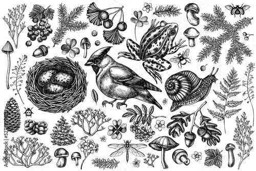 Mysterious forest vintage vector illustrations collection. Black and white waxwing, snail, nest, pool frog, moss, spruce branch, pine cones, mushrooms, insect, aspen mushroom, porcini, red currant