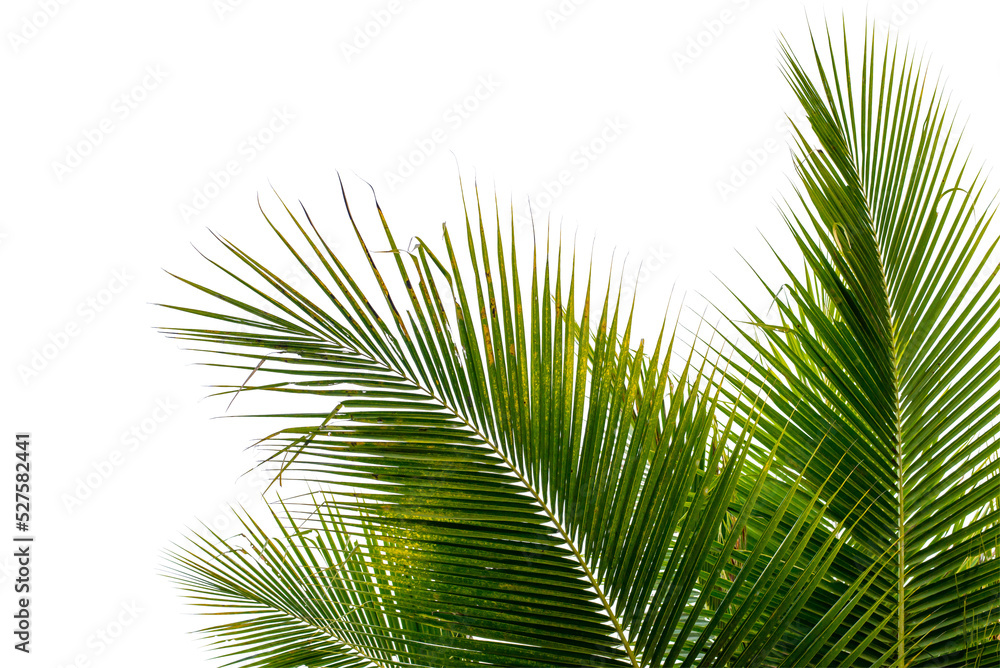 coconut palm leaf isolated for object and retouch design. - obrazy, fototapety, plakaty 