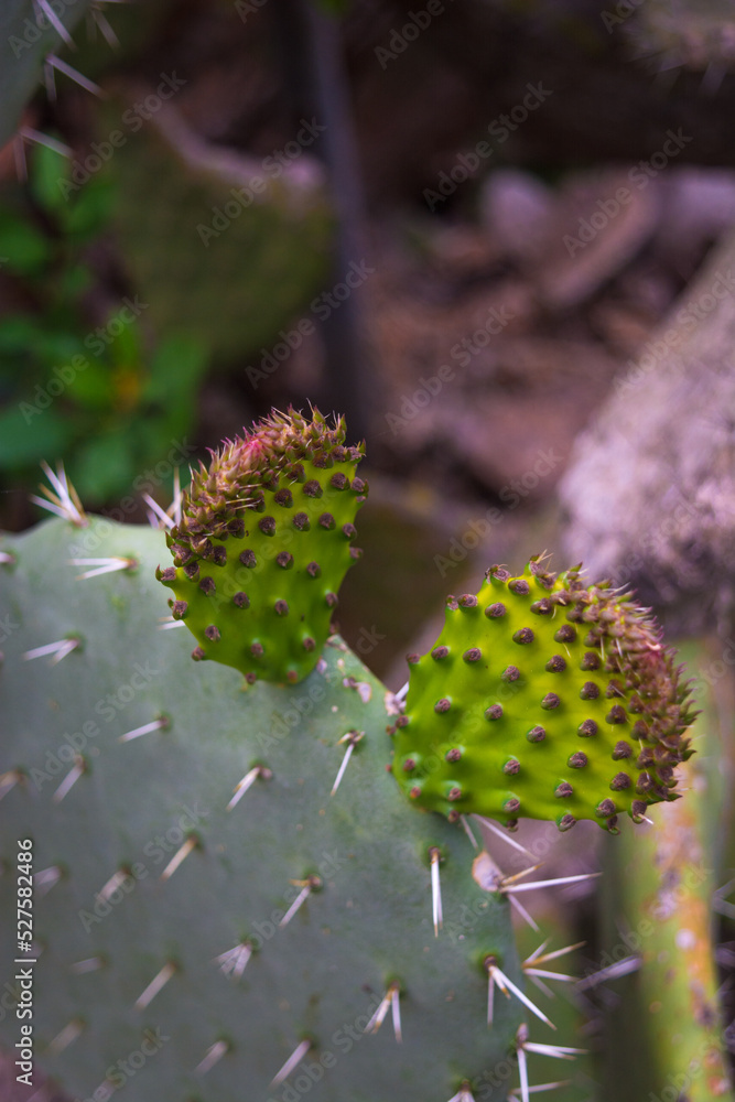 Cactus in early bloom, prickly pears in early bloom, Opuntia cactus (prickly pear) cactus leaves thorn, Fresh cactus leaf, Seamless background, cactus with thorns. Cactus texture. Prickly pear Closeup Cactus in early bloom, prickly pears in early bloom, Opuntia cactus (prickly pear) cactus leaves thorn, Fresh cactus leaf, Seamless background, cactus with thorns. Cactus texture. Prickly pear Closeup