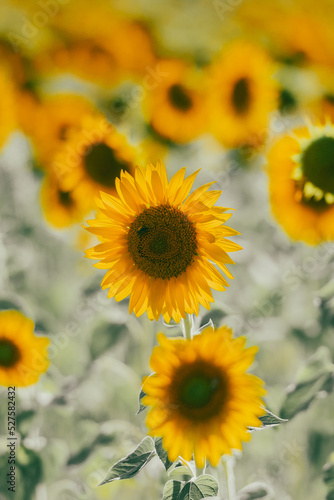 Fototapeta Naklejka Na Ścianę i Meble -  Sunflowers receive the beautiful afternoon sun