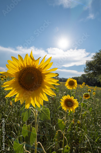 Sunflowers receive the beautiful afternoon sun