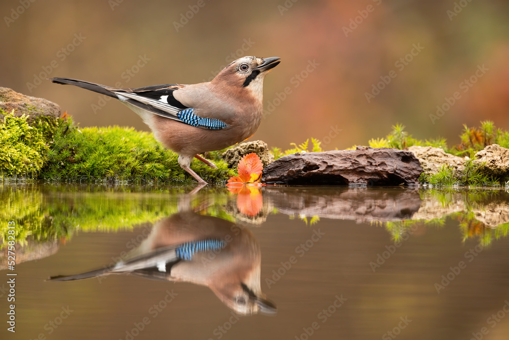 Eurasian jay, garrulus glandarius, drinking water from a splash in autumn forest with orange leaves in background. Passerine bird with brown and blue feathers bending over river with copy space.