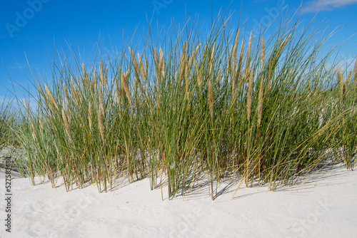 Close up of beach or marram grass, also called Ammophila arenaria or Strandhafer