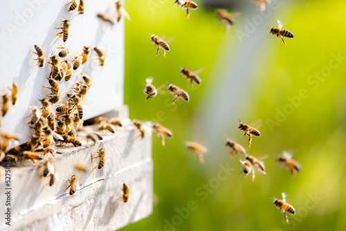 Bees flying back to beehive entrance, selective focus