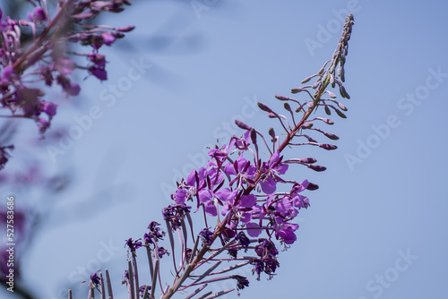 Rosebay willowherb or Epilobium angustifolium, purple wildflower photo