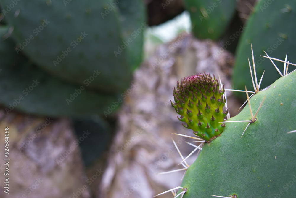 Cactus in early bloom, prickly pears in early bloom, Opuntia cactus (prickly pear) cactus leaves