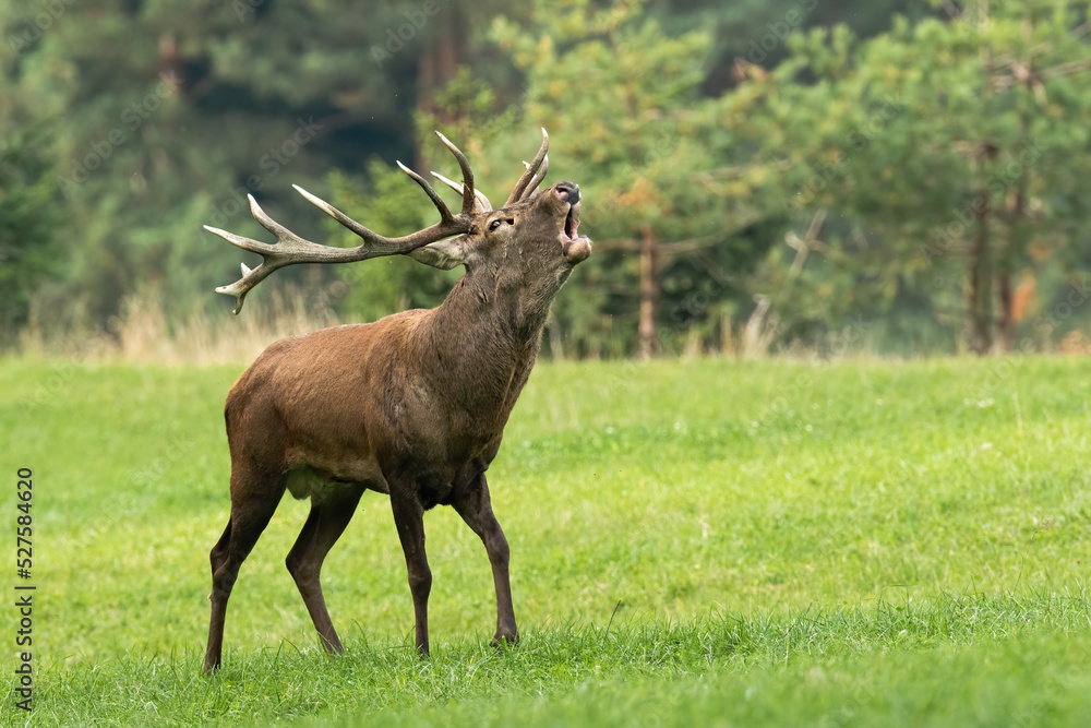 Red deer, cervus elaphus, roaring on green meadow in autumn environment. Stag bellowing on pasture in fall. Brown male mammal calling on grassland from side. Red deer, cervus elaphus, roaring on green meadow in autumn environment. Stag bellowing on pasture in fall. Brown male mammal calling on grassland from side.