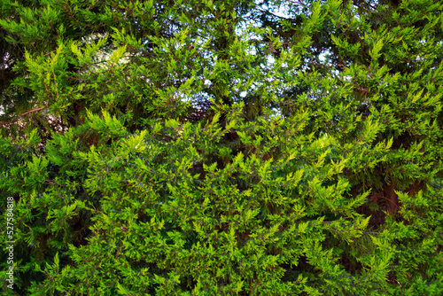 Fototapeta Green coniferous bush wall for background close up