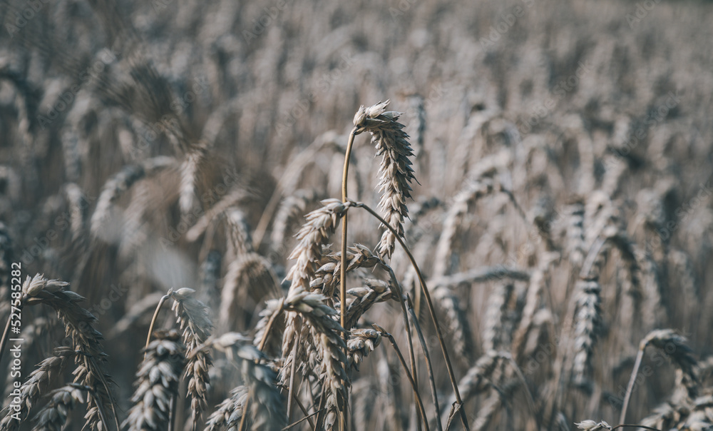 Fototapeta premium Golden fields of ripe grain in a farmer's field on a sunny day, graphic background of cereal fields, Podkarpackie County, Poland