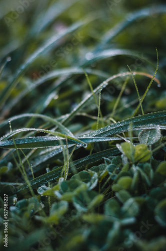 Close up green grass with raindrops