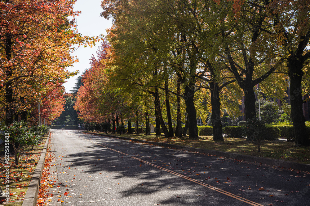秋　光と影がカッコイイ紅葉の並木道
