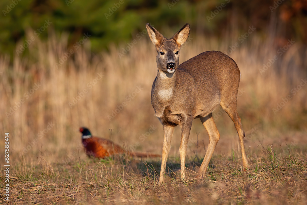 Roe deer, capreolus capreolus, and common pheasant, phasianus colchicus, standing on field in autumn. Doe and wild bird looking on dry grassland. Female mammal observing on glade with hen in Roe deer, capreolus capreolus, and common pheasant, phasianus colchicus, standing on field in autumn. Doe and wild bird looking on dry grassland. Female mammal observing on glade with hen in