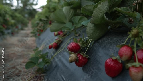 Gorgeous display of red strawberries in green. Amazing Camera recording and the result of the video. Strawberry Garden, Strawberry Field.