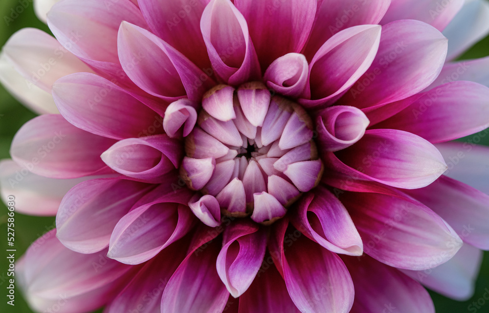 Beauty of pink Dahlia flower macro Beauty of pink Dahlia flower macro