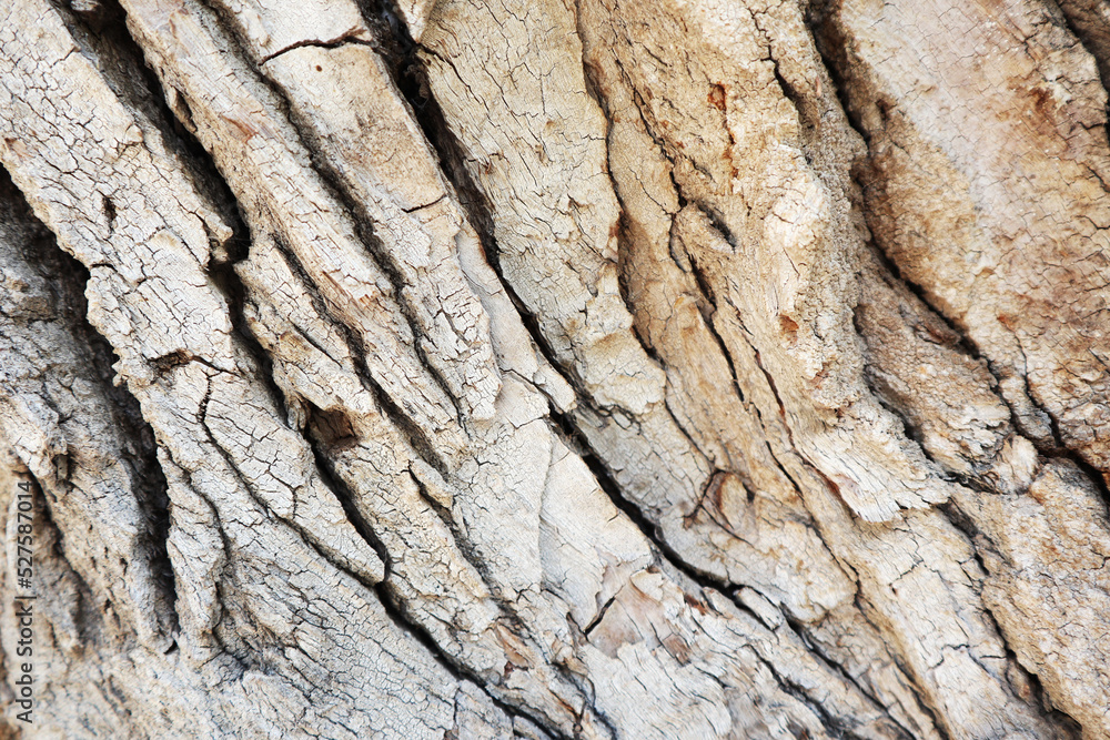 tree bark.wood texture close-up. very embossed bark tree bark.wood texture close-up. very embossed bark