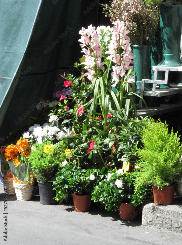 outdoors flowers plants shop.