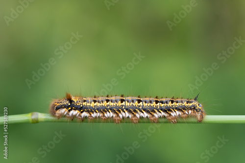 Close-up of a moth caterpillar (Euthrix potatoria) climbing on a blade of grass against a green background. There is space for text at the top photo