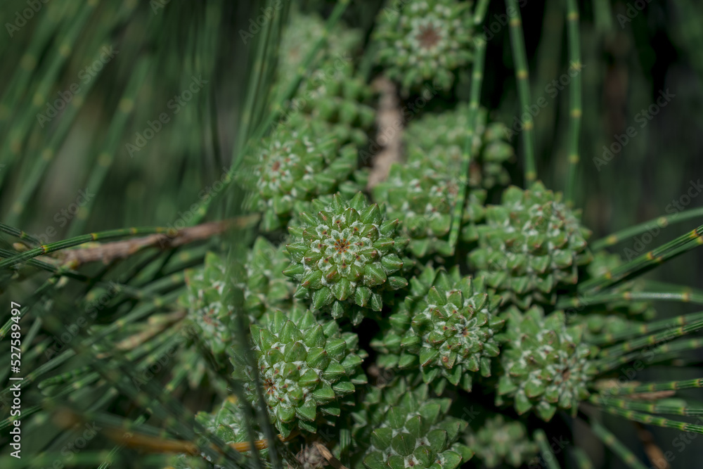 Natural abstraction - pine cone on a branch on a green background. Natural abstraction - pine cone on a branch on a green background.