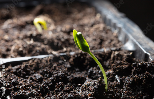 A small sprout of bell pepper sprouts in the ground.