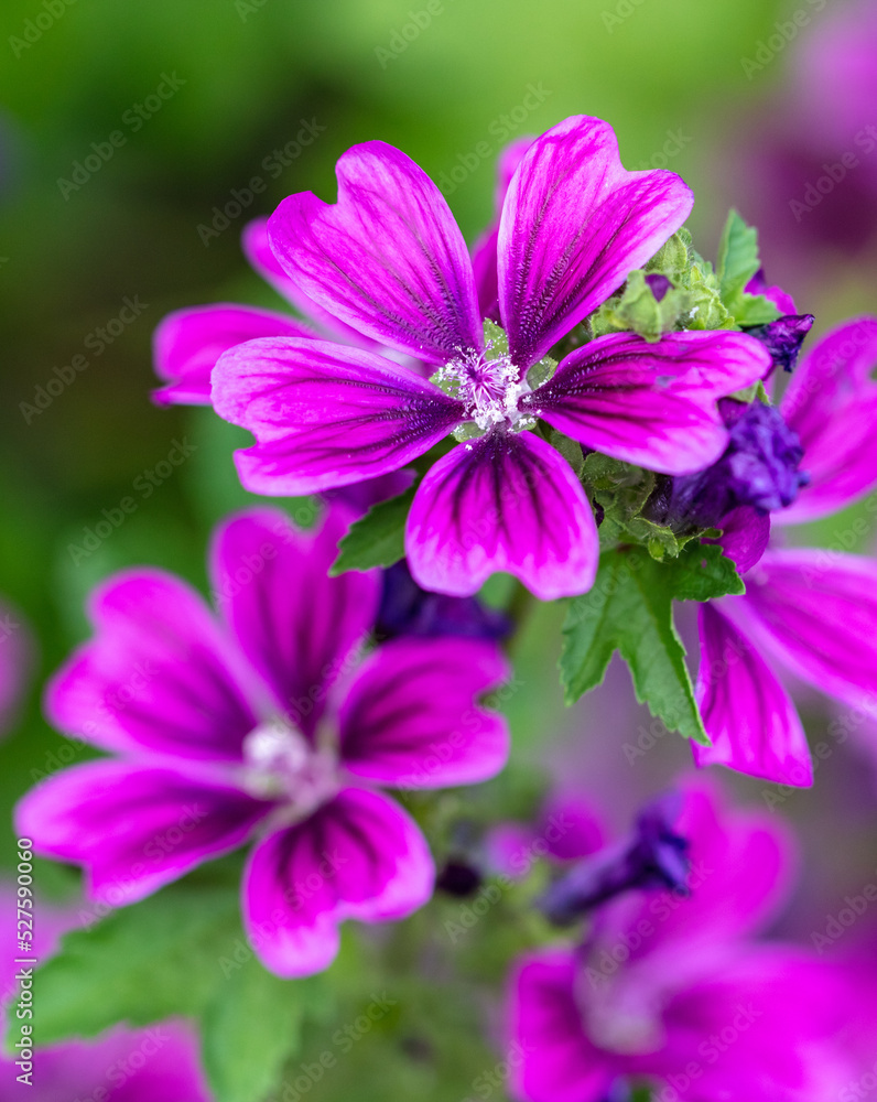 Beautiful purple flowers in the park. Beautiful purple flowers in the park.