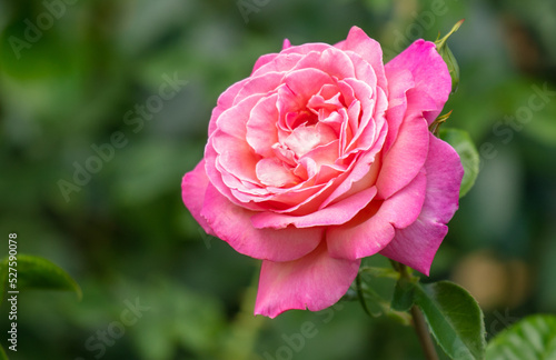 Beautiful decorative rose in the park.